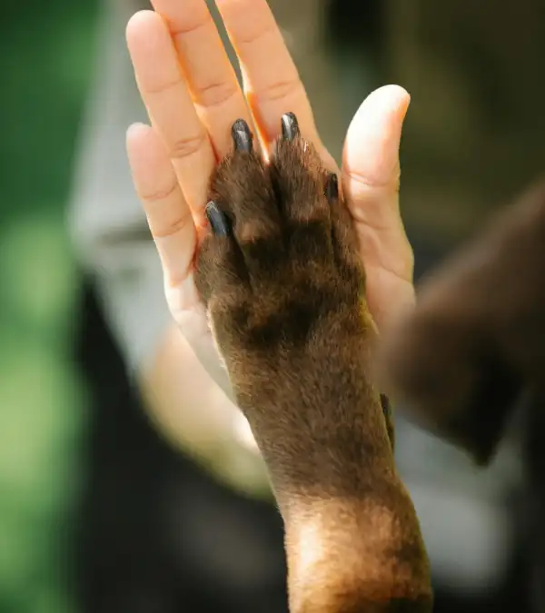 A person's open hand pressed gently against a dog's raised paw.